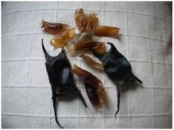 Mermaids' purses, Hove beach